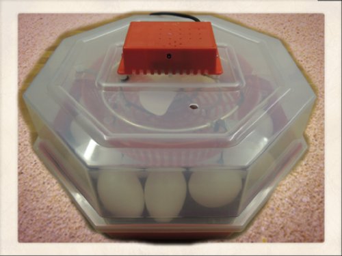 Inkubator/Brutkasten/Brutmaschine/Brutapparat/Brüter/Incubator Campo24 C1 ® - 3