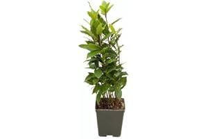 Mini Árbol de Laurel PREMIUM Planta Natural de Exterior e Interior