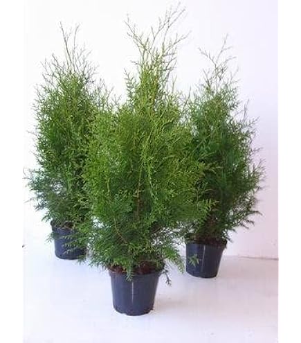 Thuja occidentalis 'Brabant' 6080 cm  Winterhart, Immergrn, Pflegeleicht   Thuja Brabant Lebensbaum  Heckenpflanze fr Garten & Sichtschutz :  Amazon.de: Garten