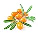 Produktbild Alu-Dibond-Bild 80 x 80 cm: "sea buckthorn berries isolated on the white", Bild auf Alu-Dibond