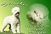 Produktbild Metall - Warnschild Lagotto Romagnolo, Italienischer Trüffelhund