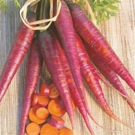 Just Seed Karotte, Cosmic Purple, 1.000 Samen