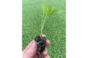 ROOT SOURCE Round Carrot Plug Plants Grow Your Own Vegetables from Our Premium Quality Plants 'Ready to Plant Now' Young Vegetable Plants Seedlings (3, Round)
