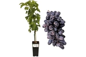 P. Piantine da Orto | Pizzutello Nero Vite da Tavola, Vaso 2 L, Pianta Pronta per Il Trapianto, Pianta Vera da Esterno, UVA da Tavola da Mangiare, Vivaio Italiano