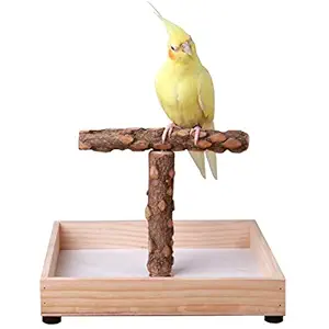 KINTOR Bird Stand Tabletop,Portable Tee Stand, Parrot Play Stand Perch Gym for Small Medium Parrot