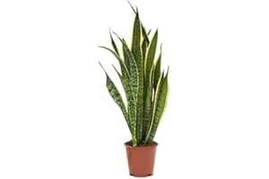 BLUMEN-SENF Sansevieria trifasciata Laurentii - Pflegeleichte Luftreinigende Zimmerpflanze | Bogenhanf ca. 60 cm Topf Ø 10 cm | Schlangenpflanze für Wohnung & Büro