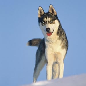 Dogs 2015: Broschürenkalender mit Ferienterminen