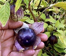 Bobby-Seeds BIO-Samen Tomatillo Purple Portion