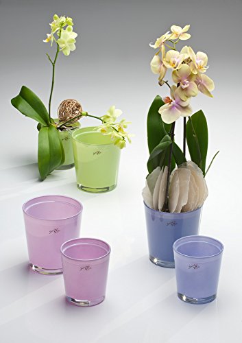 Горшки Для Орхидей Прозрачные Стеклянные Купить