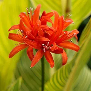 FernsFly IMP. Nerine Lily / Jersey lily / Spider lily Attractive Flower Bulbs Home Outdoor Flowering Gardening Bulbs Blooming planting (Pack of 4 Orange Nerine Lily)