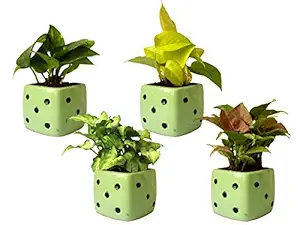Rolling Nature Combo of 4 Air Purifying Live Money Plant, Golden Pothos, Green Syngonium and Pink Syngonium in Green Dice Ceramic Pots