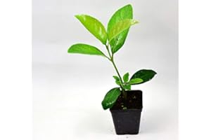 MONDOPIANTE Pianta Viburno Lucido, Vaso 7cm, Altezza 10/15cm