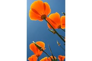 SVI 1000 ORANGE PAVOT DE CALIFORNIE Pavot de Californie Graines de fleurs