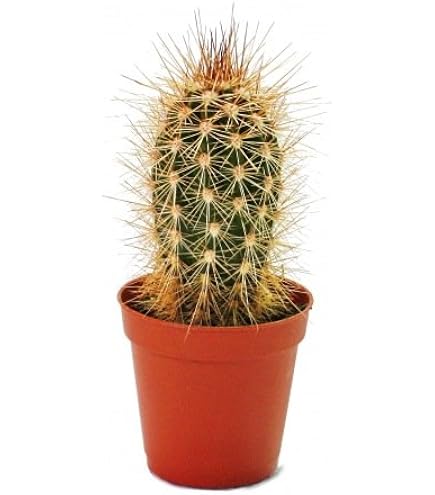 Exotenherz - Echinocactus grusonii – Sedia suocera – in vaso da 5,5 cm