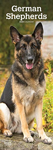 German Shepherds - Deutsche Schäferhunde 2020: Original BrownTrout-Kalender - Slimline [Mehrsprachig] [Kalender] (Slimline-Kalender)