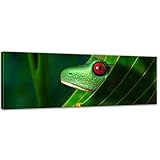 Bilderdepot24 Cuadros en Lienzo Rana - 90 x 30 cm - Listo tensa, Directamente Desde el...