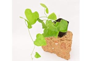 MONDOPIANTE Pianta Aristolochia Gigante vaso 7cm