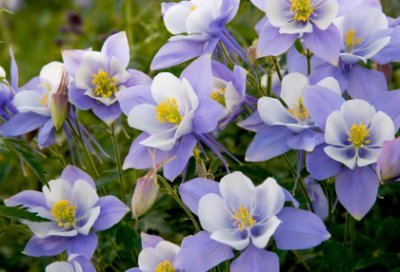 Akelei blue Star 20 Samen Akelei "Blauer Stern" (Aquilegia)