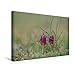 Produktbild Premium Textil-Leinwand 45 cm x 30 cm quer, Schachblume | Wandbild, Bild auf Keilrahmen, Fertigbild auf echter Leinwand, Leinwanddruck: Fritillaria meleagris (CALVENDO Natur)