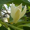 Creative Farmer Flowering Plant Magnolia Alba White Chemapak Champa Champaca Home Garden Live Plants Plant(1 Healthy Live Plant)