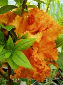 Rhododendron luteum ‚Gibraltar‘ – 30-40 cm - 2