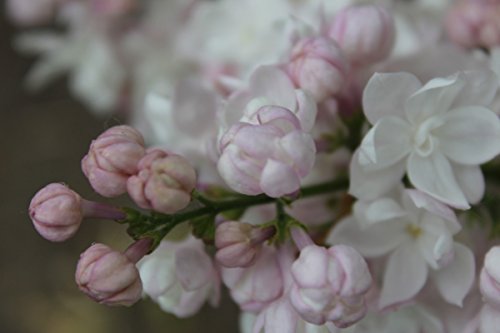 Flieder, Edelflieder Schöne von Moskau ® – Kräftige Pflanze im 3,5 lt.-Topf, 40-60 cm - 3