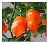 Sementi importate: 1 set di pacchetti