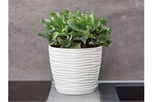 KORAD 3D Sahara Plant Pots with Matching Saucers. Decorative Planters with Drainage Holes for Indoor and Outdoor. Available in 7 Sizes and 8 Colours- (H 8.5 in(21.5 cm) - D 9 in(23 cm), Creamy White)