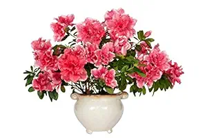 Vamsha Nature Care Live Azalea Flower Plant with Pot