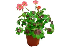 Trébol Cuatro Hojas Natural una Planta Inagotable de Suerte