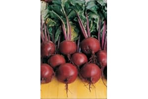 ROOT SOURCE Beetroot Plug Plants Vegetable Grow Your Own (3 Plugs, 9 Plants)