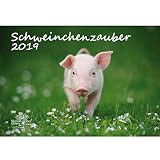 Schweinchenzauber · DIN A3 · Premium Kalender 2019 · Glück · Schweinchen · Schwein · Bauernhof · Natur · Tiere · Edition Seelenzauber