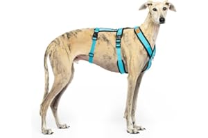 CANDYPET Harnais 3 Points Anti-Fuite Anti-Traction - Idéal pour Lebrelles : lévrier Italien, Whippet, lévrier, Podenco - sûr, Respirant et Durable - Bleu Ciel, XL