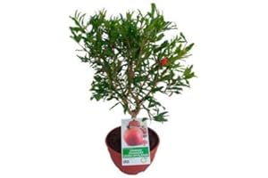 NATURGARDEN Granado Mini Punica Granatum Árbol Frutal en Maceta de 20cm Planta Natural