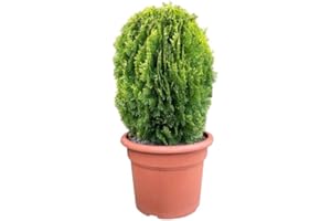 DECOALIVE Tuya del Canadá Planta de Exterior Fácil de Cuidar - Arbusto Natural