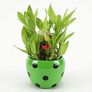 Ferns N Petals 2 layer Lucky Bamboo Plant In Brass Metal Pot