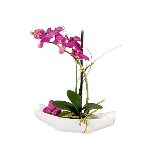 Phalaenopsis i.Schale purple