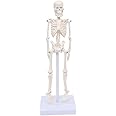 Labzio Micro Skeleton Model — 21cm Height, Anatomical Learning Human Skeleton for Students | Easy to Carry | Made of PVC Plastic | Mini Skelton Model For Science Laboratory, Home, Educational Trips