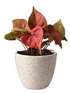 Rolling Nature Good Luck Pink Syngonium Plant in White Round Dew Ceramic Pot, Pink Leaves, White Pot, 8 Inch, 1 Piece