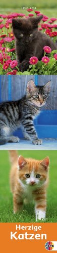 Katzen long 2014