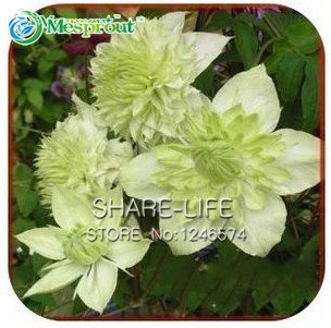 Clematis, Clematis-Blumen, Kletterpflanze Kletterpflanze Clematis Samen – 100 Stück Samen / bag - 4