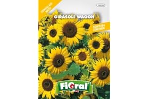L'ORTOLANO Sementi da fiore di qualità in bustina per uso amatoriale (GIRASOLE WAOOH)