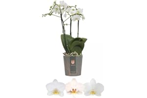 CAMBRIDGE BEE Real Live Phalaenopsis Orchid Multi White 12Ø 50cm 3stem Flow Flowering Plant