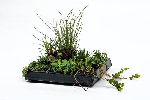 Pflanzinsel inkl. 20 winterharten Teich-Pflanzen, rechteckig, 125 x 55 cm – schwimmende Teichinsel mit Teichbepflanzung – Algen reduzieren in Koi-Teich durch Schwimmpflanzen auf Pflanzeninsel - 7