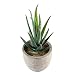Produktbild WINOMO Künstliche Pflanz klein Kunstpflanzen Kunstblume Deko mini Sukkulenten Tischdeko (Aloe)