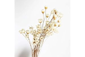 XIZHI Ramo de 150 Tallos de Margaritas y manzanilla Naturales, Flores secas brasileñas, pequeñas Margaritas Decorativas para decoración del hogar y Bodas (Blanco)