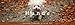 Literarischer Tischkalender Hunde 2012 by 