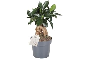 C.B. PLANTS Terrarium Bonsai Ficus microcarpa Ginseng Indoor House Plant in 8cm Pot