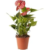 Verdecora Anthurium Rojo | Anturio | Planta natural de interior con flor en maceta de Ø12cm | Altura total aproximada 35-40cm