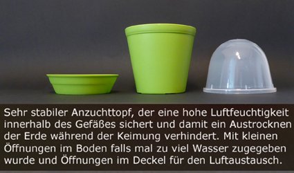 Seedeo Anzuchtset Echte Mimose (Mimosa pudica) - 2